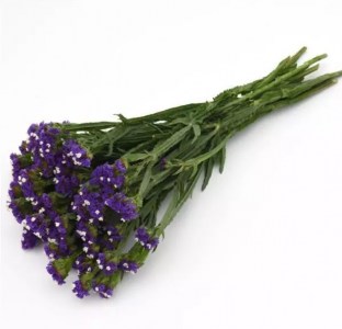 limonium_qis_dark_blue.jpg
